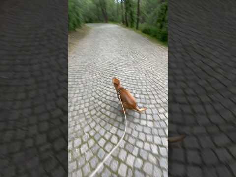 Light zoomies in the park😂😂#zoomies#dogzoomies#dogpark