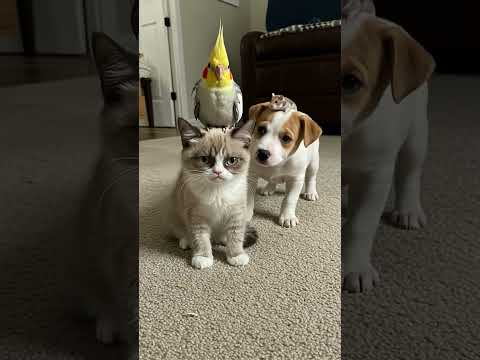 Is it safe? Puppy questions everything now 🐶👀❓