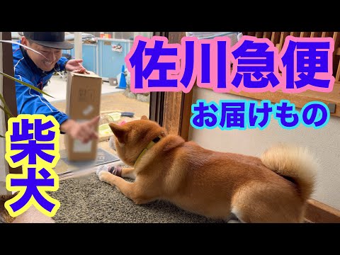 【柴犬】佐川急便さんからのお届けもの