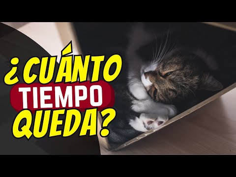 7 Señales De Que Tu Gato Se Está Muriendo