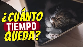 7 Señales De Que Tu Gato Se Está Muriendo