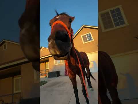 #blowup #horse #funny #viral #fypシ