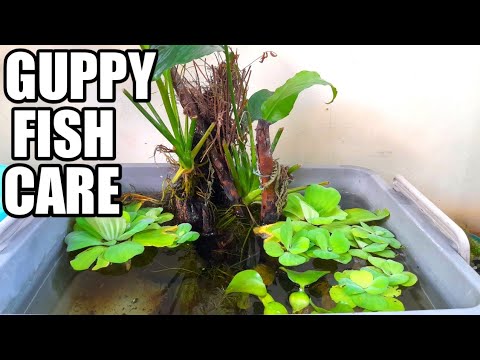 Things you need to know about Guppy Fish Care How to care for your guppy fish

Watch the whole video as I share a complete guide on how to care fo