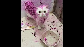 😺 Спасибо, было вкусно! 🐕 Смешное видео с собаками и кошками! 😸