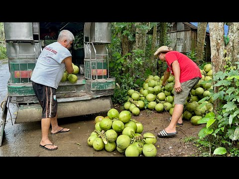 Buko, Malaki ang Demand pero Bakit Kulang ang Supply? Need Magtanim ng Coconut!