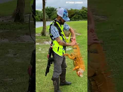 Look At This Monster Iguana