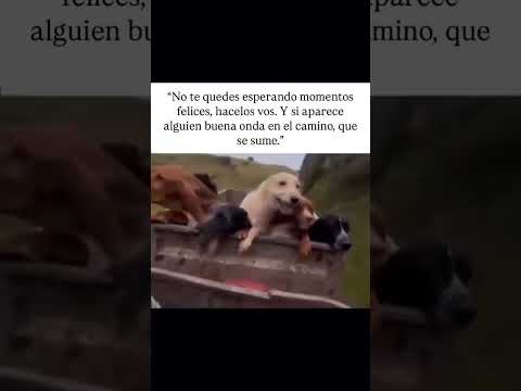 Como cuando tus perros te dan la mejor leccion de vida #funny #pets #humor 🐾♥️🐶