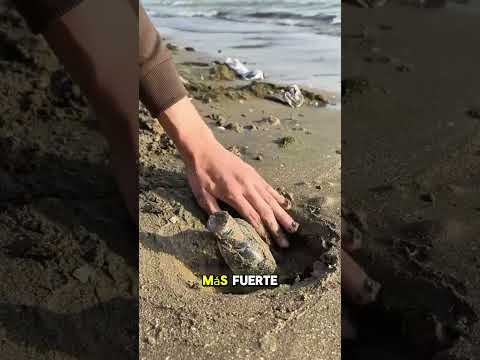 Encontró una joya misteriosa en LA ORILLA DEL MAR 🌊💎