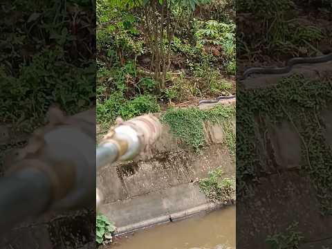 Eksekusi Ular Cobra Besar