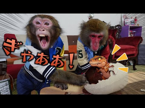 タマゴから恐竜が生まれる最新オモチャを見たお猿さんの反応が最高すぎるwwww