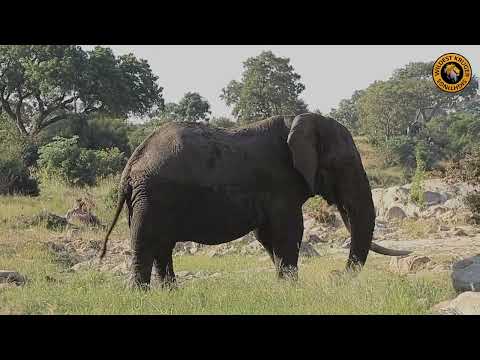 Majestic Elephant Bull on the Move