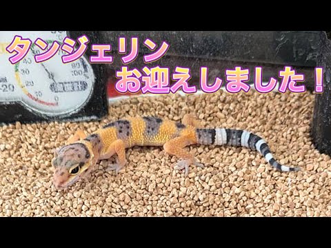 【タンジェリンお迎えしました！】レオパードゲッコー飼育中