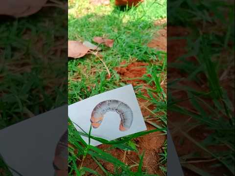 I found a beautiful Caterpillar #jwildlifetv