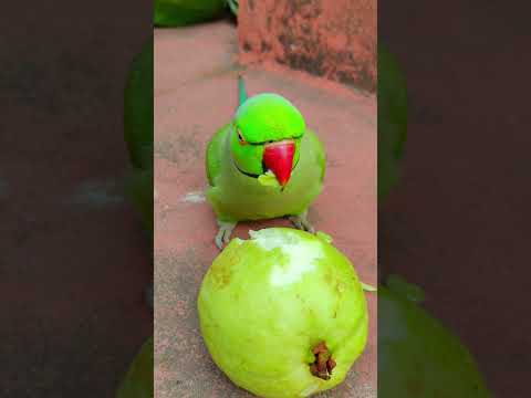 beautiful ❤️ cute parrot 🦜 eating show #petbird #funny #eatingshow#nonstoptalkingparrot