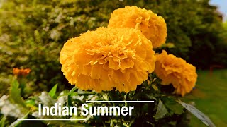 Indian Summer | Episch | Chillen | DJI Mini 5 Pro