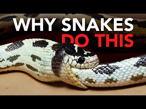 Why Snakes Eat Their Own Tail