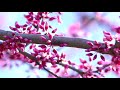 Eastern Redbud and Service Berry Trees