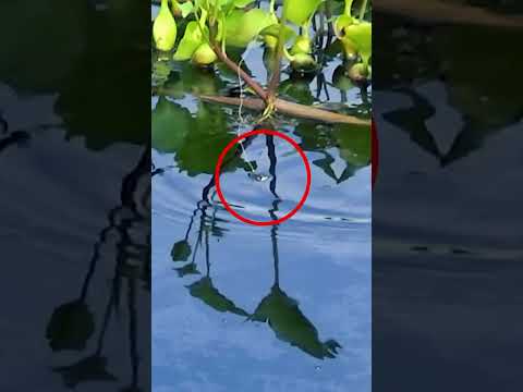 IS THIS FISHING OR NOT ?? #fishing #fish