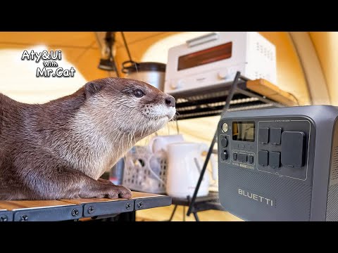 It’s Like Home! Otter Melting in a Fortified Tent With BLUETTI [AC200L+B300K] [Otter Life Day 939]