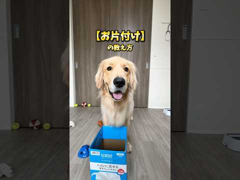 犬の動画サムネイル - 【お片付け】の教え方 #大型犬 #ゴールデンレトリバー
