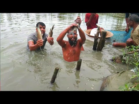 আজকে সবাই এত মাছ পাবো কল্পনা করিনি || fish | daliylifestyle || fish video