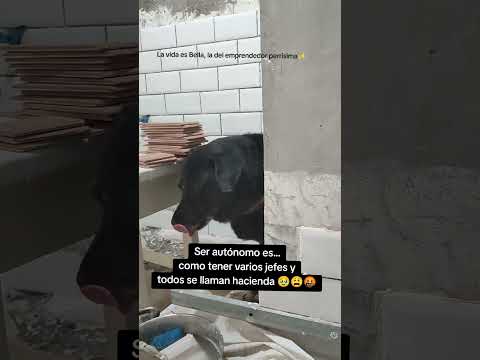 La vida es Bella,pero la del autónomo perrisima✨#animalshorts #autonomosespaña #memesviral #hacienda