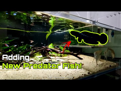 ADDING **NEW** fish to my Stream Tank! Thanks to Zie Pang from Zielected in providing such nice quality fish to me.

A friendly and knowled