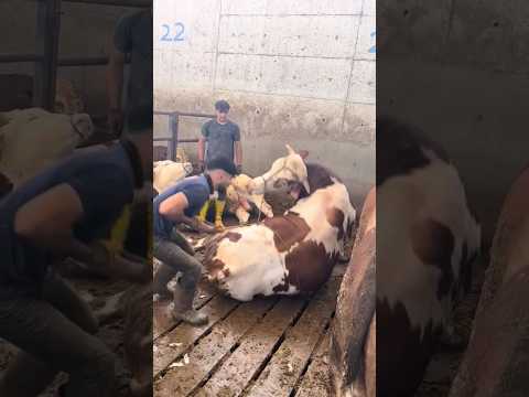 DEV BOĞAYI TEK HAMLEDE YERE DEVİRDİ