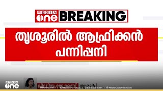 തൃശ്ശൂർ മുളങ്കുന്നത്ത്കാവിൽ ആഫ്രിക്കൻ പന്നിപ്പനി; നടപടികൾ ആരംഭിച്ച് പഞ്ചായത്ത്