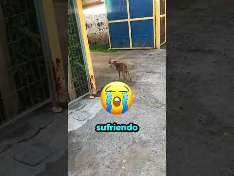 Esta prueba de fuerza se salió de control! 💪🏻😱