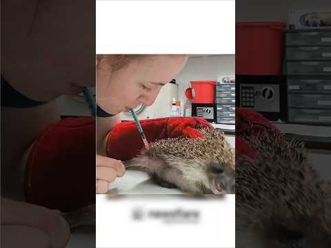 Thankfully now the Hedgehog will not get any Disease🥰😍