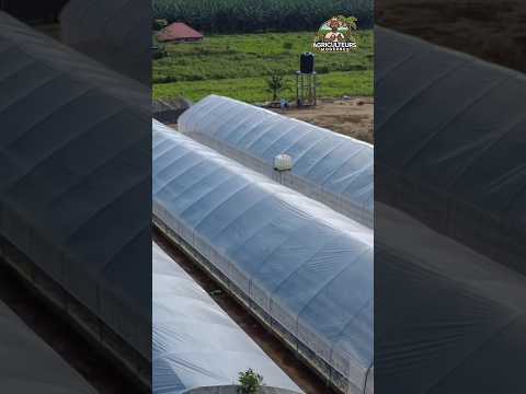 Ils fabriquent des serres 100% adaptées à l’Afrique… et ça change tout !#InnovationAgricole #Serre