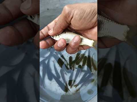 புல் கெண்டை - Grass Carp #fish #special #nature