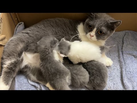 Meow Kittens: The mother cat was bewildered as her kittens fought over each other to suckle.