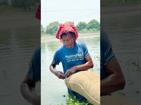 ভালো চাষ করতে হলে এইগুলো দিতে হবে। #village #fishing #viralvideo #shorts #shortvideo #video #food
