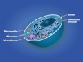 Physiological Effects of Heat Therapy