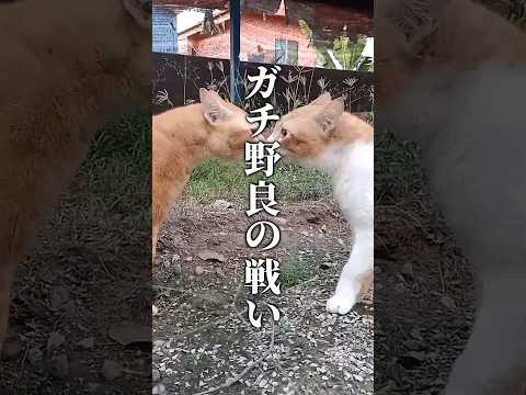 ガチ野良の戦い