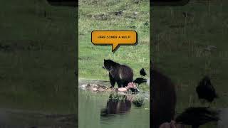 Young Grizzly Runs Chased Off by Coyote #grizzlybear  #yellowstonenationalpark