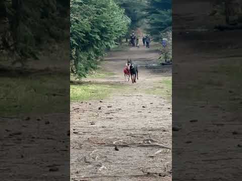 PERFEKTER RÜCKRUF von Dobermann Reav ‼️
