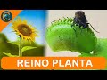 Características e Funções das Plantas