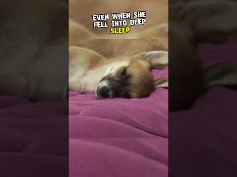 This puppy just wanted peaceful sleep 🥺💔 #shorts