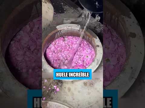 En India, utilizan sus pies para fabricar el mejor perfume del mundo