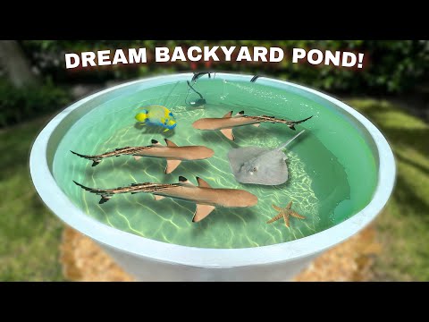 My DREAM Backyard SALTWATER Shark Pond is COMPLETE!