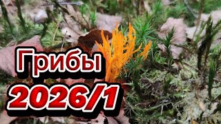 Грибы 2026/1