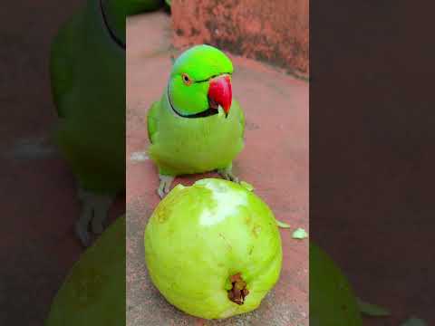 kuch neya bolna sikha 🦜🦜#talkingparot #petbird #shortvideo #viralshort #ringneckparrot #eatingfruit