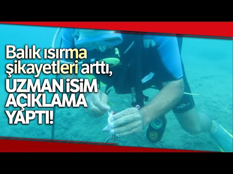 Prof. Dr. Gökoğlu, Artan Balık Isırma Şikayetleri Hakkında Konuştu