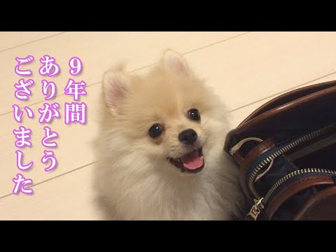 【ご報告】9年間ありがとうございました。愛犬とふたりでの生活を終了します…