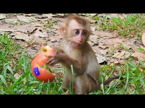 There is a monkey that is both smart and cute