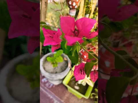 धक गए बाबा #houseplants #gardening #ytshorts #comedy