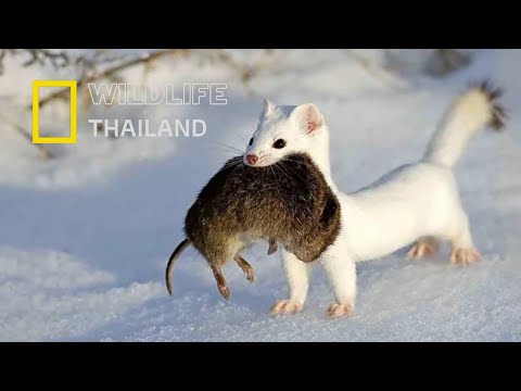 เออมิน นักล่าตัวจิ๋วผู้ไร้พ่าย: สุดยอดนักล่าผู้เปลี่ยนสีตามฤดูกาล |สารคดีสัตว์ WILDLIFE